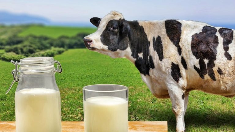 Te contamos 5 mitos y 2 verdades de la leche
