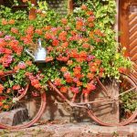 A red rusty bike used as decoration in front of a house front overgrown with geranium