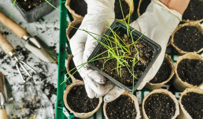 Leek,Seedlings,In,A,Pot,Next,To,Peat,Pots