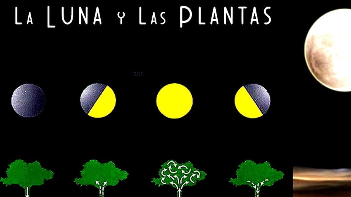 La influencia de la Luna cuarto creciente en la huerta - Infoagro