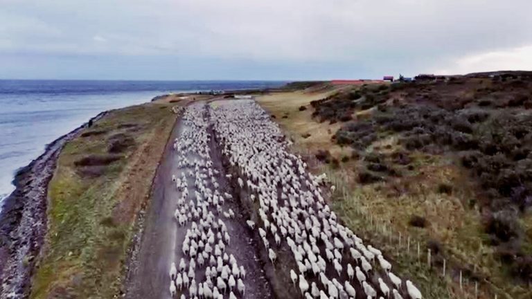 Vídeo: Salvó a 5500 ovejas de morir del frío patagónico y se hizo viral