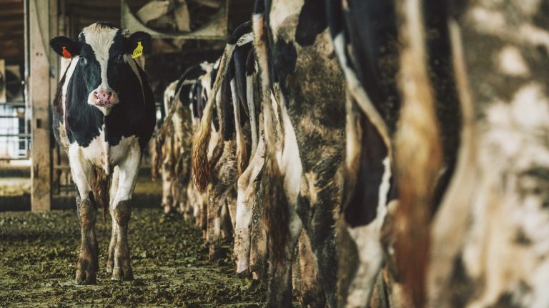 En una región del mundo el estiércol de vaca vale más que su leche