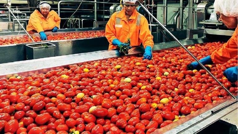 Este es el proceso del tomate al natural enlatado