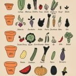 Listado de hortalizas que se pueden cultivar en macetas