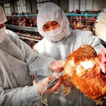 El senasa y la gripe aviar