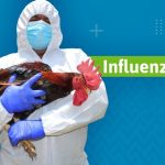 Gripe aviar 2