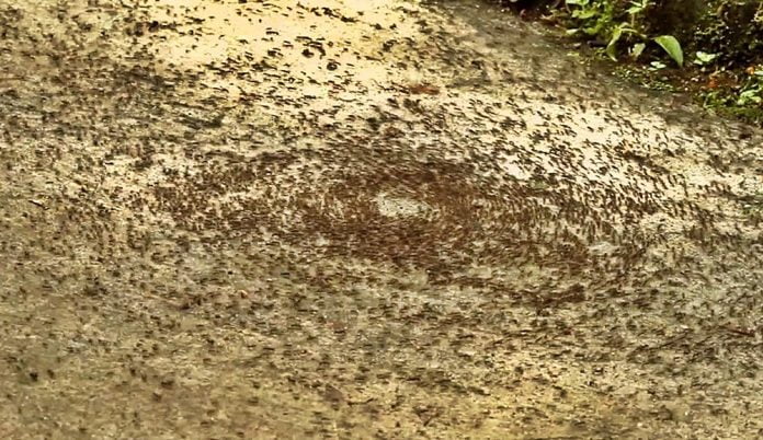 por-qu-las-hormigas-realizan-el-espiral-de-la-muerte-infoagro