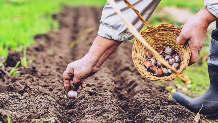 Siembra de mayo: ¿Qué hortalizas y vegetales podemos producir en la huerta?