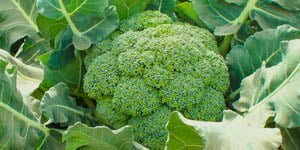 Siembra de brócoli