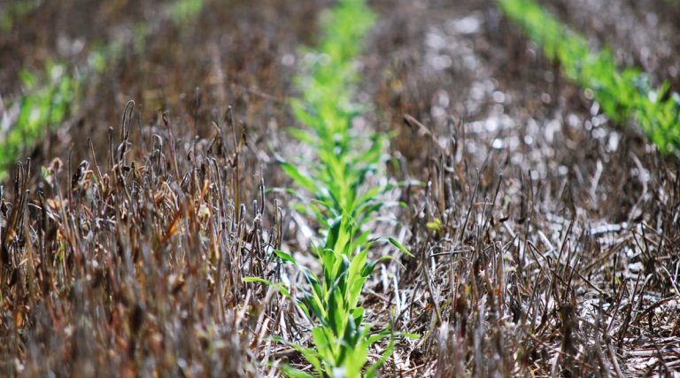 La siembra del maíz: época, cómo sembrarlo y el impacto de las plagas en el cultivo