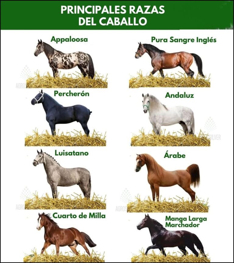 Los Caballos De La Cocaina - Martha Soto | Livre Relié Espagnol