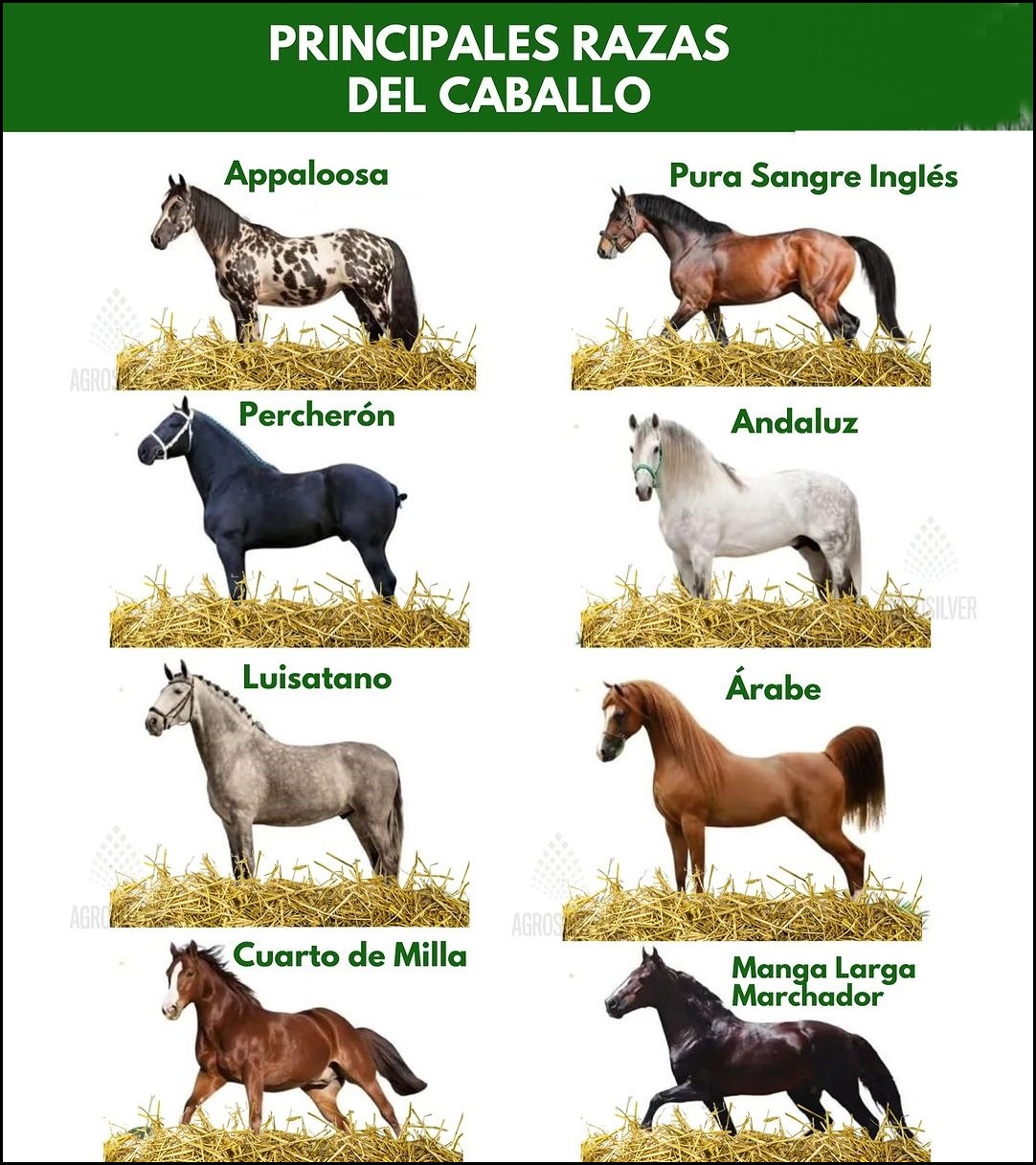 El Secreto De Los Caballos Fiscales: ¡Ahorra En Impuestos! - 9qodeh9