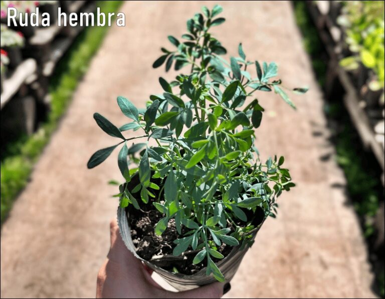 Cómo identificar la ruda macho de la ruda hembra desde el plantín ...
